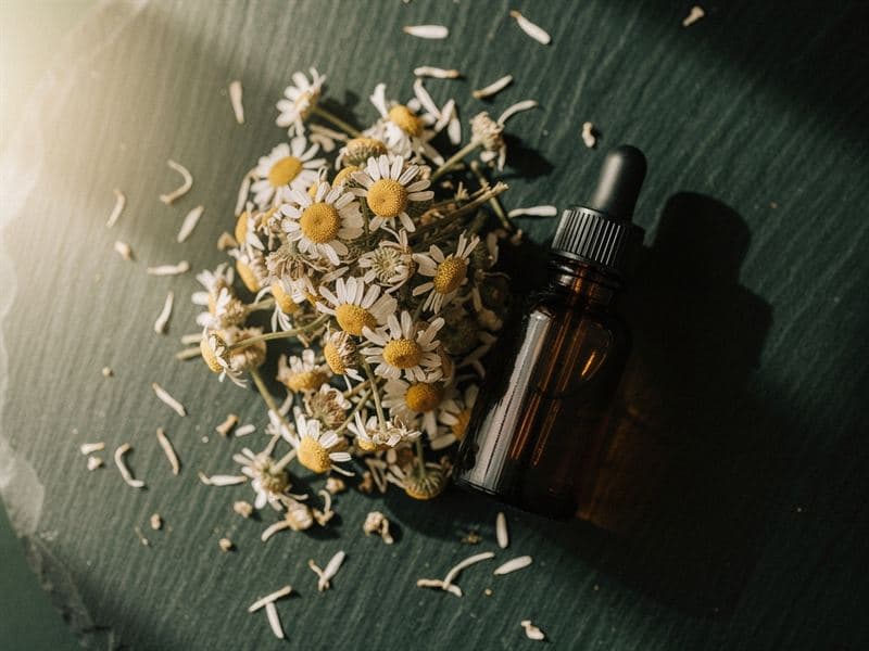 Chamomile Oil — still life