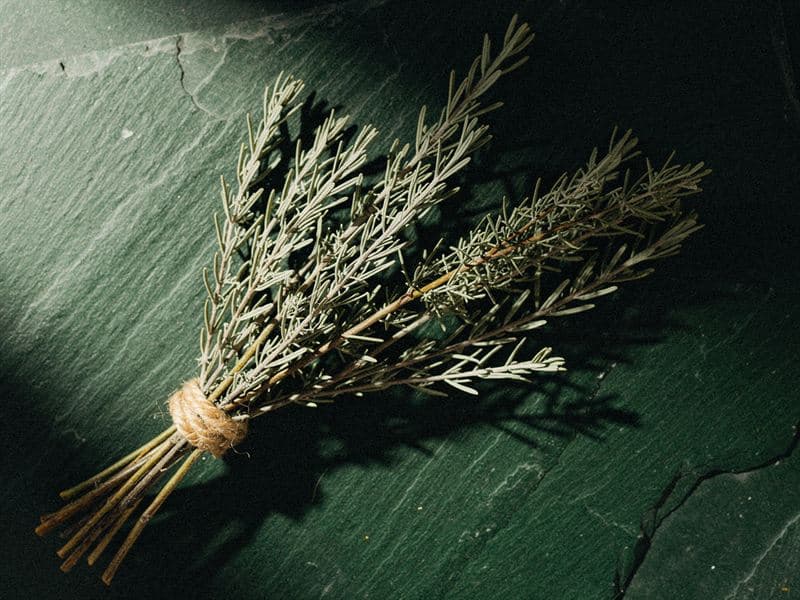 Chaparral — still life