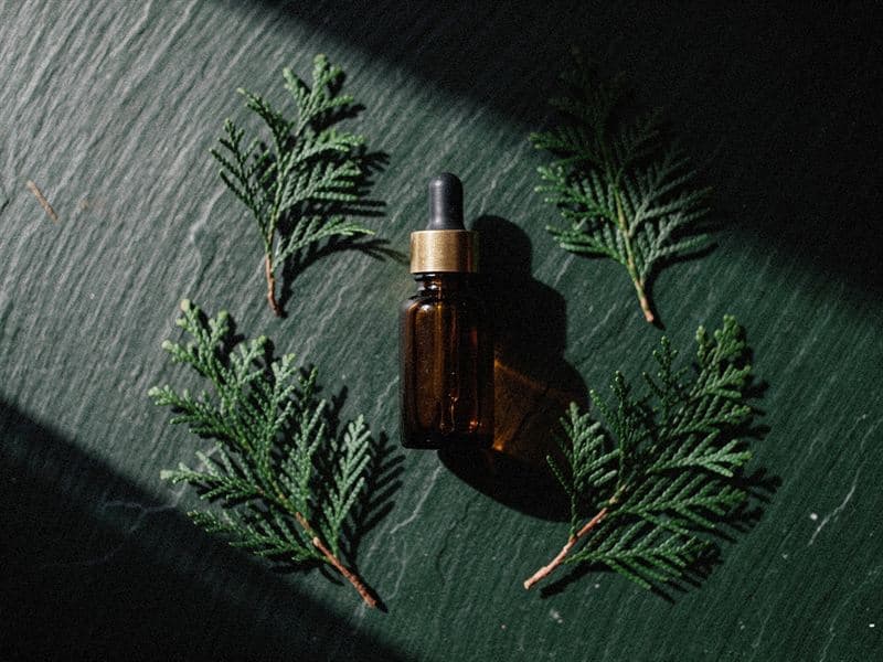 Cypress — still life