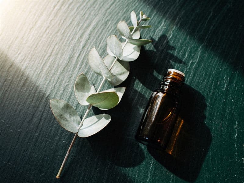 Eucalyptus — still life