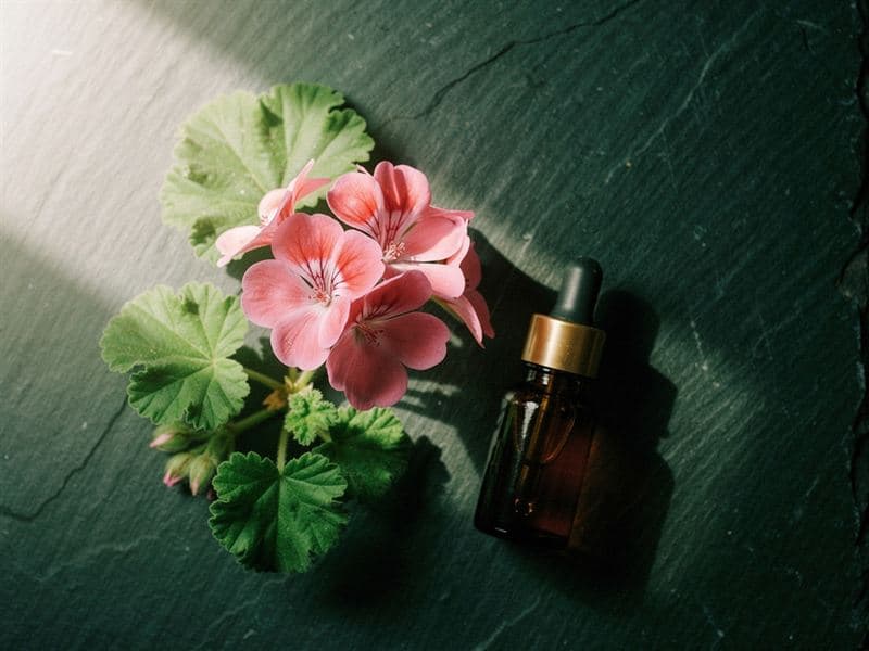 Geranium — still life