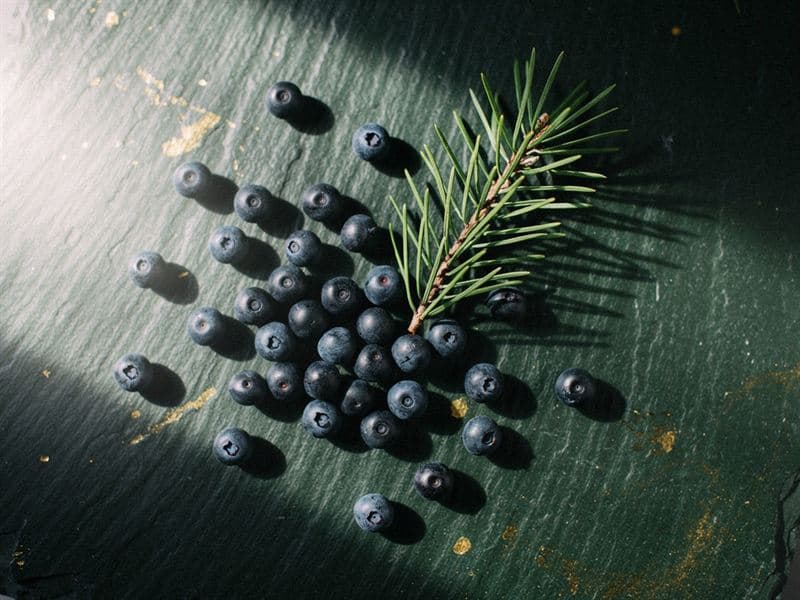 Juniper Berry — still life