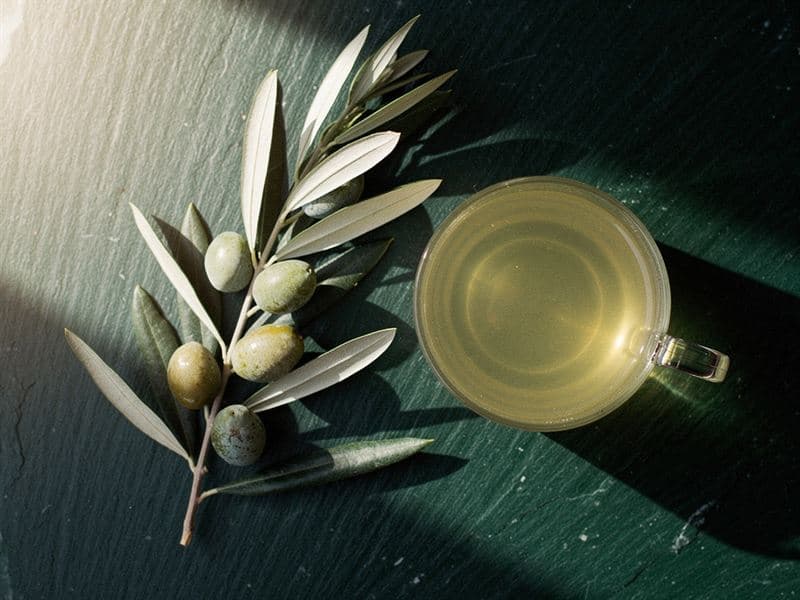 Olive Leaf — still life