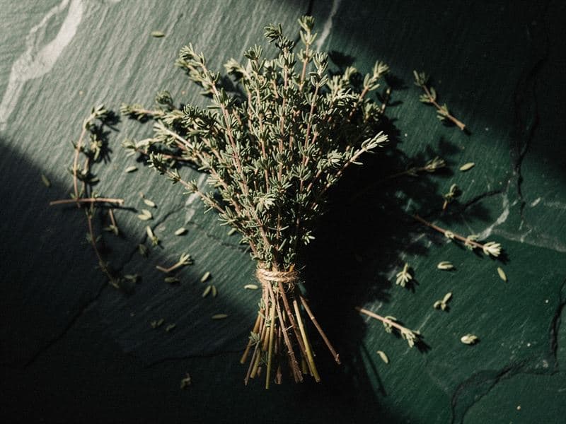 Thyme — still life